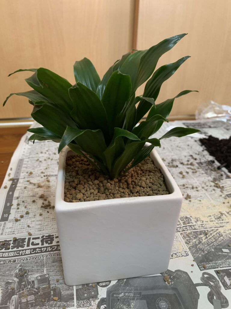 ドラセナ・コンパクタを新しい鉢に植えた画像