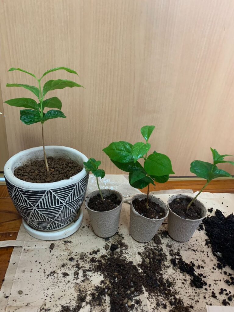 鉢に植えたコーヒの木１株と「そのまま鉢に植え付けできる」ポットに植えたコーヒの木