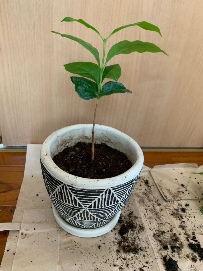 鉢に植えたコーヒの木