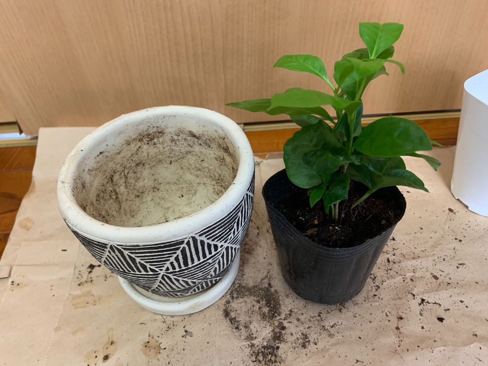 植え付ける鉢と並べたコーヒの木